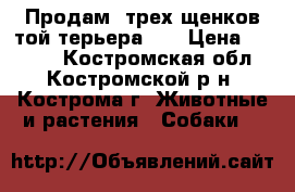 Продам  трех щенков той терьера... › Цена ­ 7 000 - Костромская обл., Костромской р-н, Кострома г. Животные и растения » Собаки   
